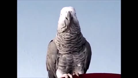 5 Funny Talking Parrots (creepy and cool)