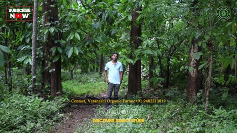 Teakwood Farming: Planting, Care, Harvesting | Varanashi Organic Farms | Teak Cultivation Guide
