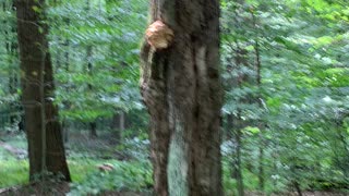 Wild Oyster Mushroom