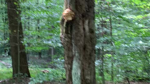 Wild Oyster Mushroom