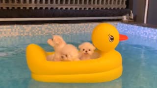 These cute Pomeranians are so cute having fun in the pool!
