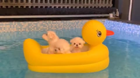These cute Pomeranians are so cute having fun in the pool!
