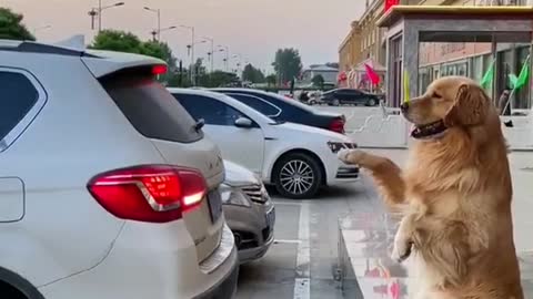 Dog helps to park the car