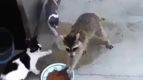 Incredible food thief animal