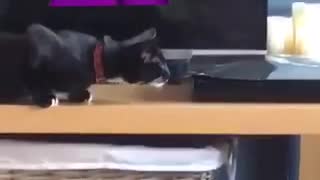 Black cat crawling towards black box gets spooked and jumps off tv stand