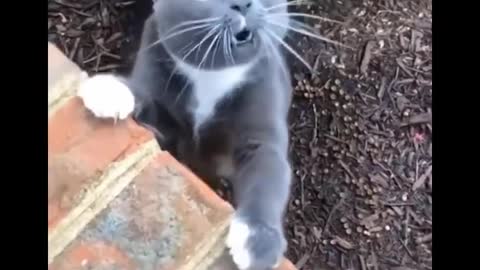 Funny cat video you wouldn't stop laughing