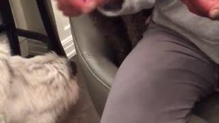 Dogs snacking on some air