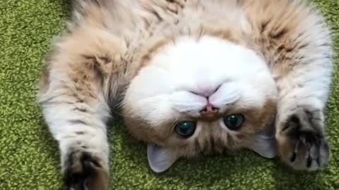 Cute cat 😸😻