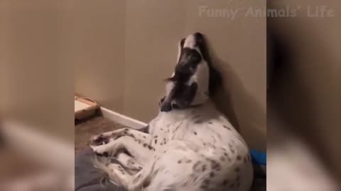 Wanna Laugh All Day Long_ Then Watch These Funny Pets 🤣