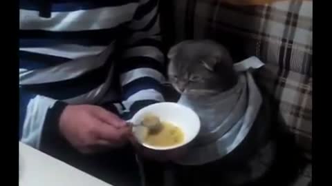 Feeding a cat