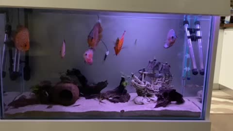 Tanked, discus fish