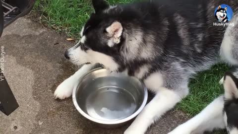 Husky blowing bubbles in the water 🐕🐕❤