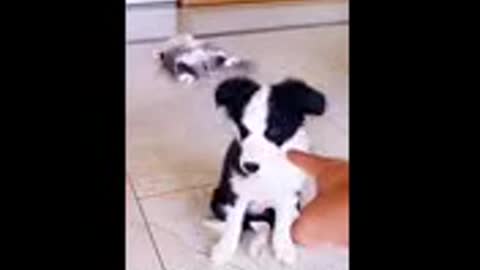 Very Funny Dogs And Cats Reaction 2021