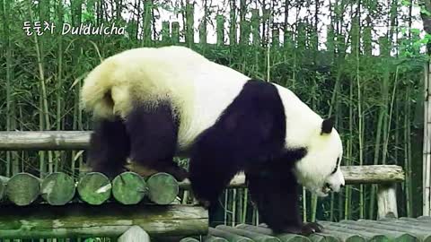 Baby Panda Phu Bao, I'm good on my ow