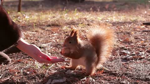 Squirrel harvests nuts for winter. Squirrel takes nut from hand