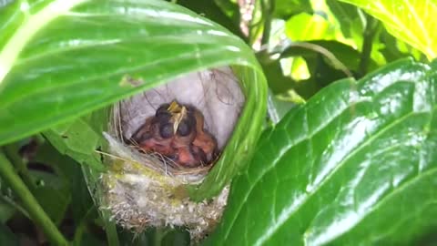 Tailorbird hatchlings.mp4