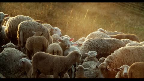 A flock of sheep in the meadow in the early morning. A group of sheep graze in the meadow