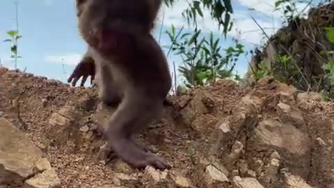 #babymonkeys #Animal t #monkeys #animallovers❤️ #cocakamonkey animals #viral #monkey #cute_2