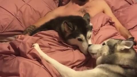 Husky who sleeps with his master