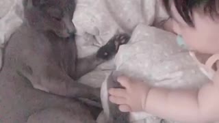 Baby and kitty share sweet playtime together