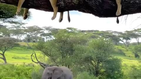 Lioness vs elephant 🐘