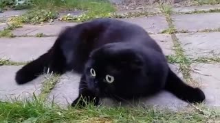 Cute Cat Sees Something Spooky