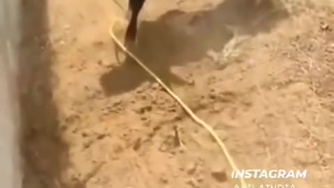 OMG_It's_Really_Dangerous_animal_😱_&_This_video_is_so_funny_🤣_#dangerous_animal_#theviraltoday