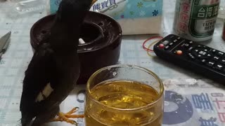 Bird Likes Beverage