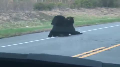 2 bears wrestling on the road.
