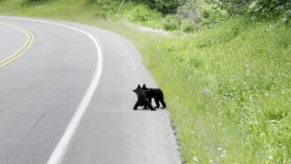 Bear Cub Showdown on Roadside