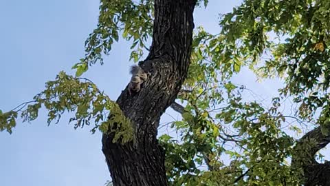 A male squirrel making sound to do impression with a female one