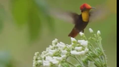 red hummingbird ❤️