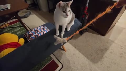 Human Plays with Cat, Deserves To Be Scratched