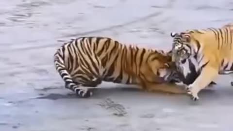 Tigers fights for chicken