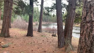 Campsite #11 – BEST Drive-In Site – Allen Springs Campground – Metolius River – Central Oregon – 4K