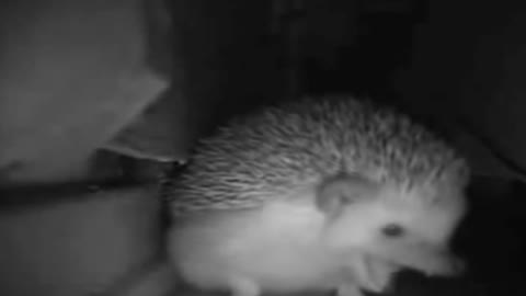 hedgehog sneezes 😂