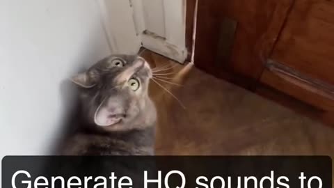 Sounds that attract cats - Meow to make cats come to you