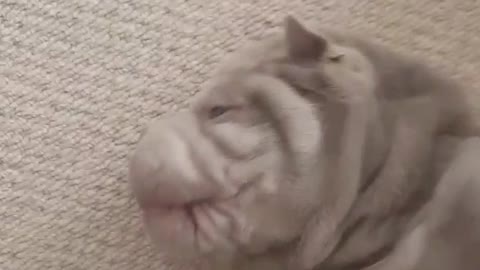 Grey dog making pig sound while getting tickled