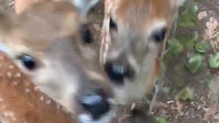 Impatient fawn literally can't wait for meal time