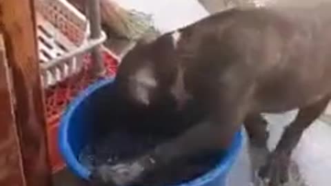 Puppy enjoys his bath time.