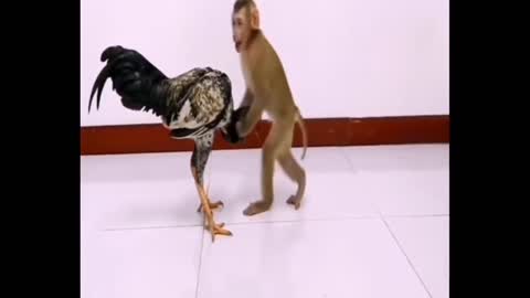 MONKEY vs CHICKEN II SO FUNNY!!!!