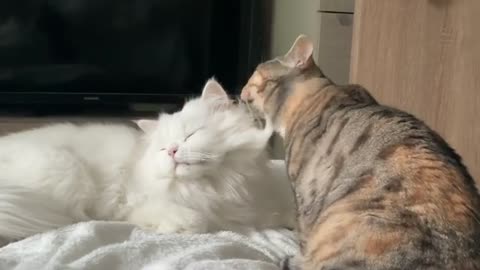 Beautiful 2 cat playing