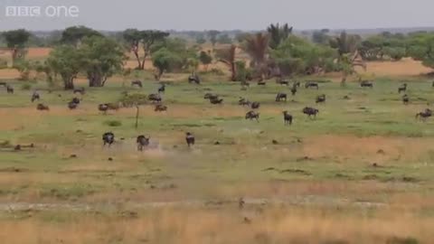 The power of the pack! Wild dogs' AMAZING relay hunting strategy