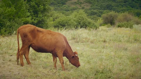 Cow on a summer pasture