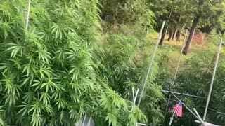 🦚🇦🇫 September 03, 2021 derekhunterpodcast greenhouse marijuana