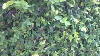 Walking along the sidewalk and filming the climbing fig, a plant [Nature & Animals]