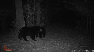 Black Bears at night