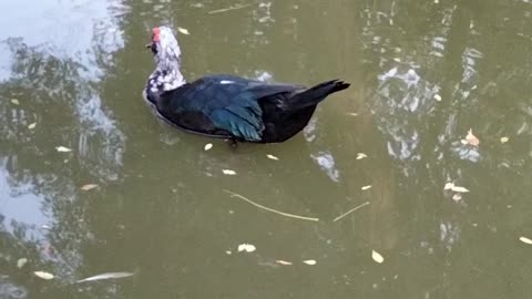 Cute and Adorable Pet duck in the water Video By Kingdom Of Awais