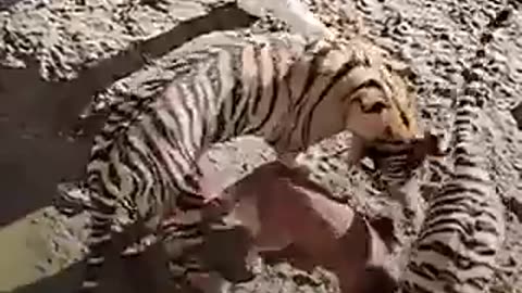 Tigers think this dog is their mommy ❤️ 🐯 🐶 | must watch