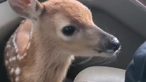 Cute fawn (Animal lover)